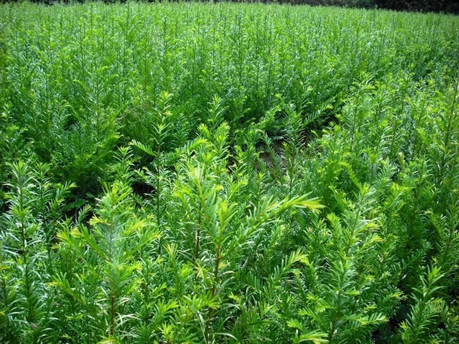 苗圃种植